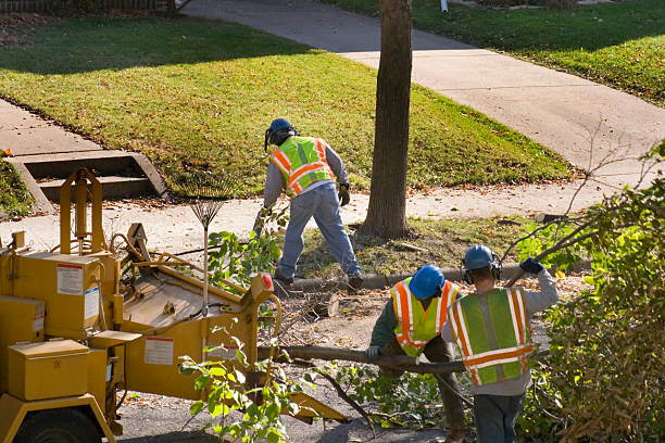 Tree Root Removal in Elwood, UT